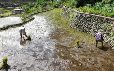 Filipinezii vin să muncească în agricultura românească. Cu cât sunt plătiți și ce meserii se caută